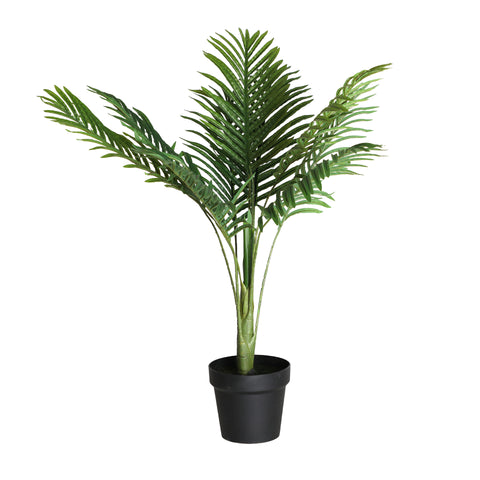 Planta Palmera de Madagascar 90cm