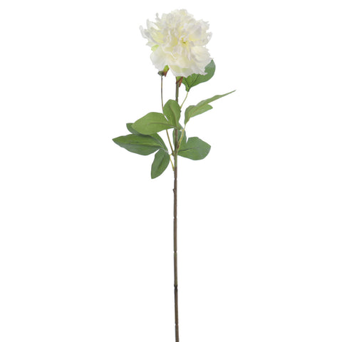Rama Peonia Blanca