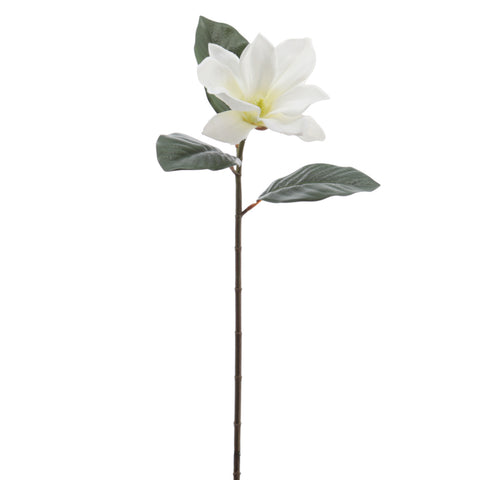 Rama Magnolia Crema 66cm