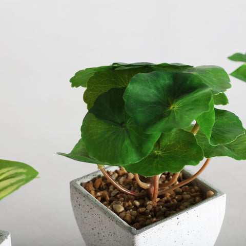 Planta Decorativa Blanca 12x12x14cm