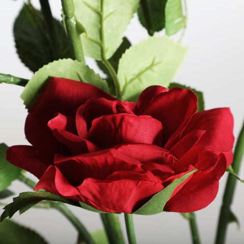 Planta Rosa