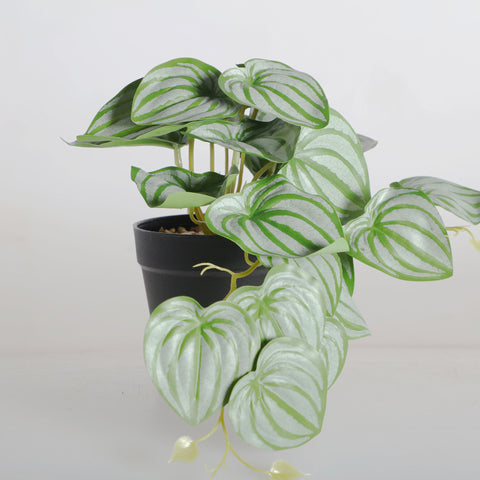 Planta