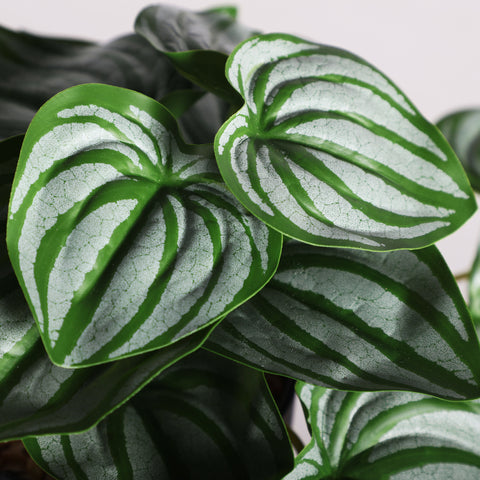 Planta