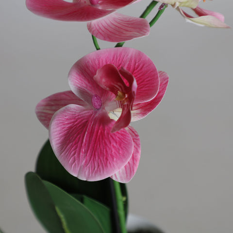 Planta Orquídea Rosa 28x11x38cm