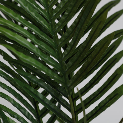 Planta Palmera de Madagascar