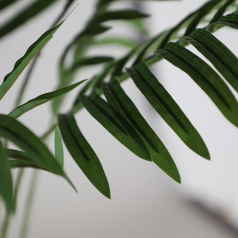 Planta Palmera de Madagascar