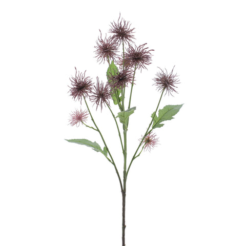 Rama Xanthium Púrpura