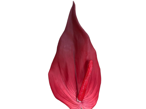 Branca Vermella Antihurium 69cm
