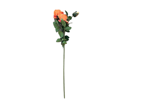 Branca de Roses x3 75cm