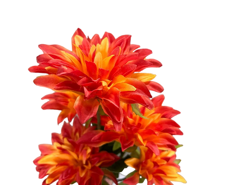 Flor rama Dahlia colores Naranja-rojo-amarillo