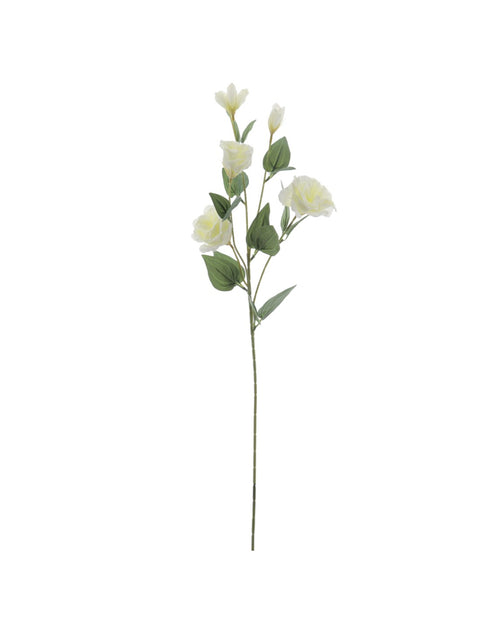 Rama Lisianthus Crema