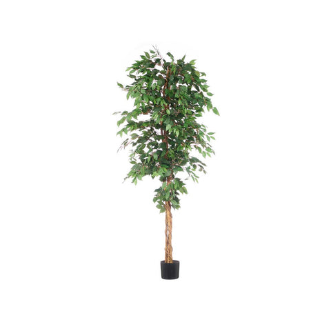 Maceta Ficus 225cm