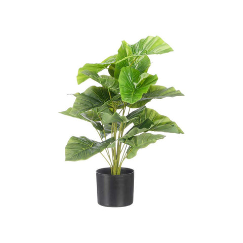Maceta Planta Hojas Anchas 60cm