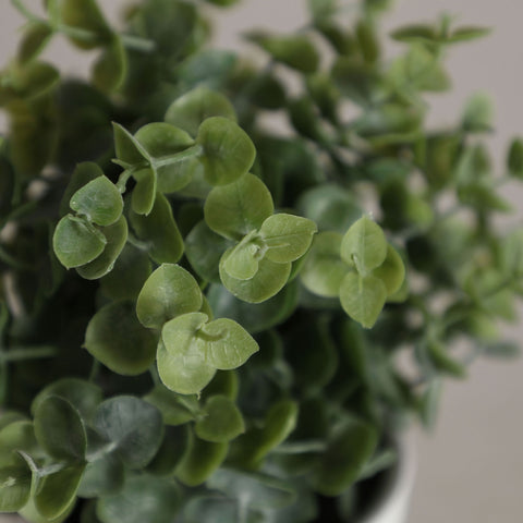 Planta Eucaliptus Verde 17x17x20cm