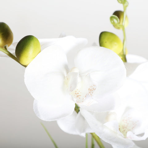 Planta Orquídea Blanca 10x10x35cm